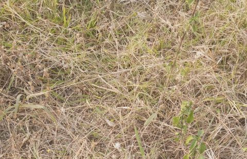 Residential Land @ Epe